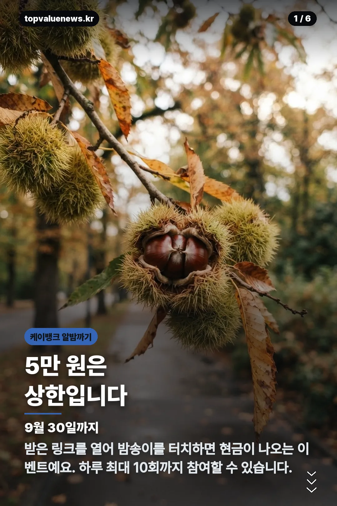 케이뱅크 밤송이 카드뉴스 1